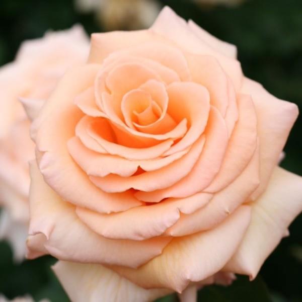 Ruusujen värillinen symboli vaaleanpunainen ruusu symboloi uutta rakkautta