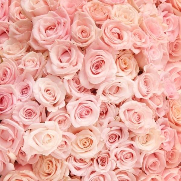 Värien symboliikka ruusut vaaleanpunaiset ruusut herkät vivahteet lumoavasti kaunis