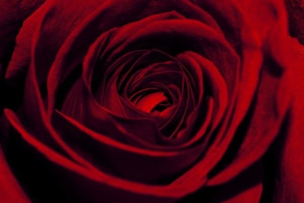 Väri symboliikka ruusut punainen ruusu kukka eros rakkaus intohimo eroottinen