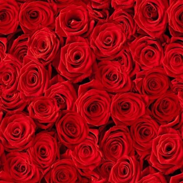 Ruusujen värisymboli punaiset ruusut ilmaisevat rakkauden tunteita
