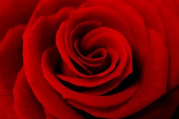 Ruusujen värillinen symboliikka punaiset ruusut ajaton rakkauden intohimon symboli