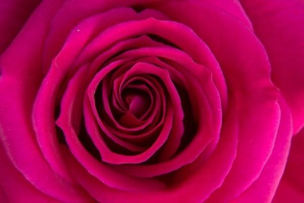 Ruusujen violetin ruusun värisymboli edustaa tasapainon uudistumista