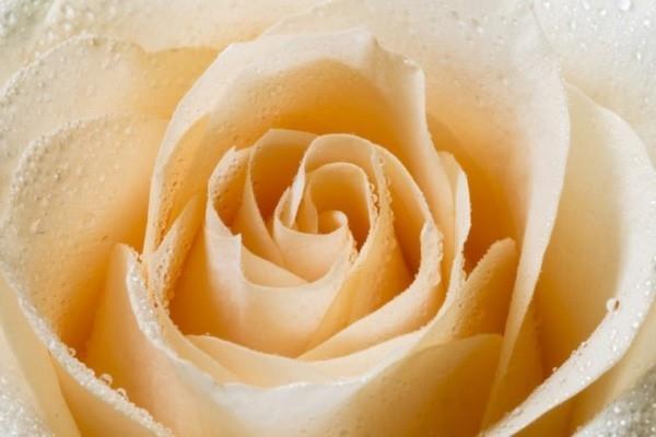Ruusujen värisymboliikka on valkoinen ja keltaisia ​​vivahteita