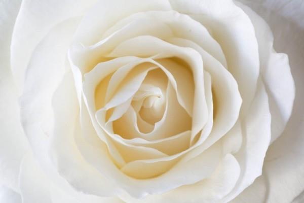 Ruusujen värisymbolia valkoinen ruusu maailmanlaajuinen rauhan symboli