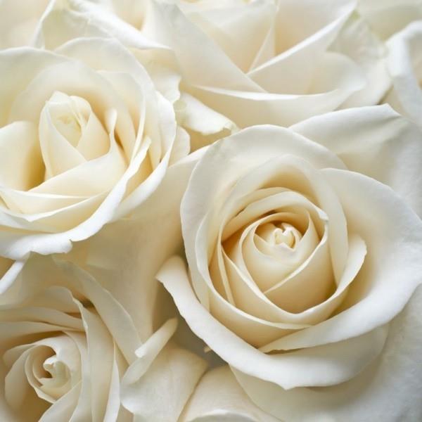 Väri symboliikka ruusut valkoiset ruusut symboli viattomuutta puhtaus pyhyys