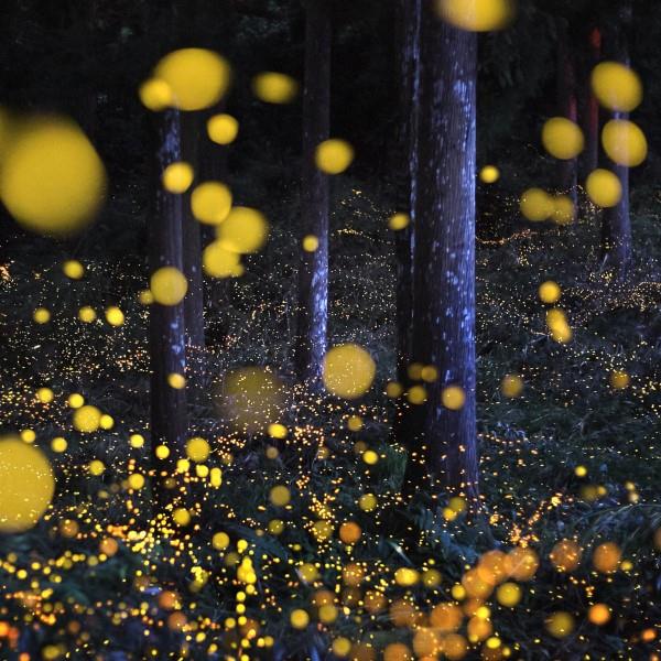 Helmikuu on kansallinen haiku -runon kuukausi, joka kirjoittaa Firefly -yön kaunista