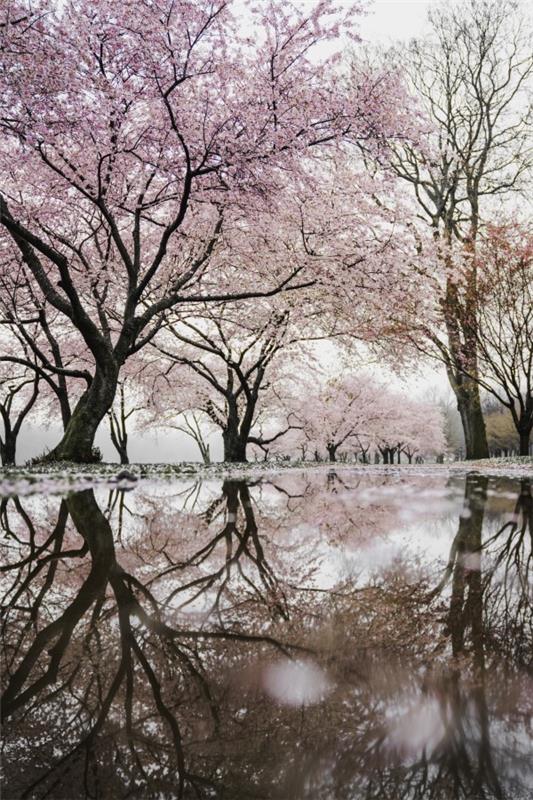 Helmikuu on haiku -runon kirjoittamisen kansallinen kuukausi kirsikankukka Sakura -puutarha