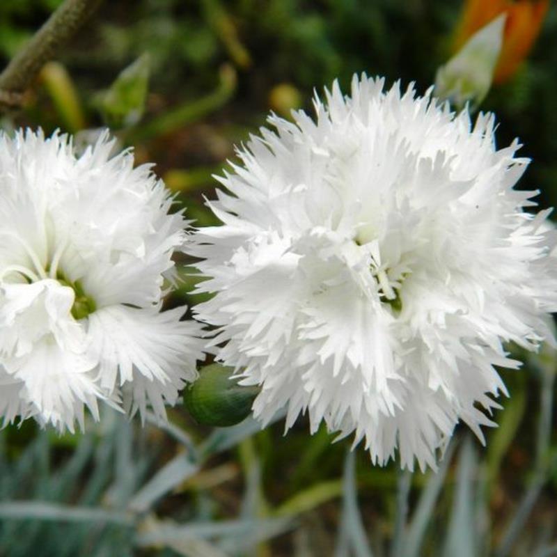 Kevään neilikat Dianthus plumarius kauniita kevään kukkia kuvia