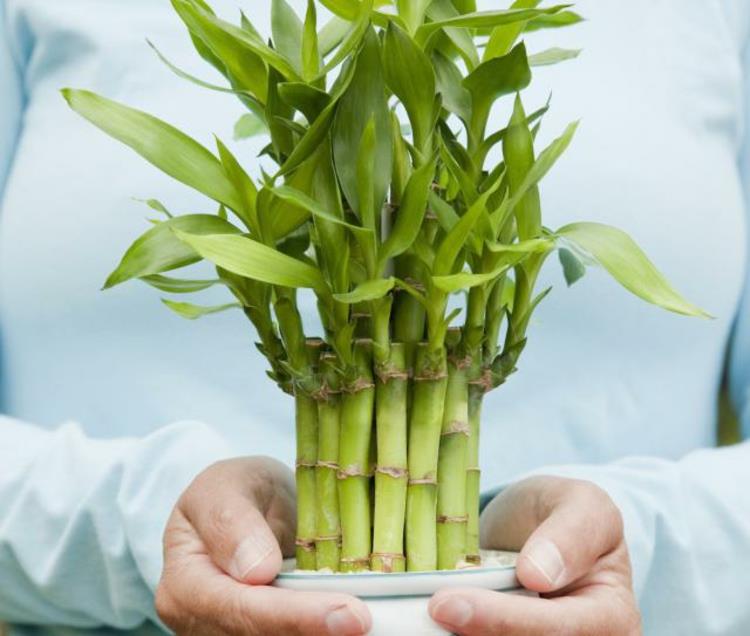 Feng Shui kuvaa sisäkasveja bambu positiivista energiaa