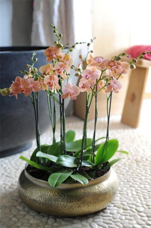 Feng Shui -kukat tarkoittavat harmoniaa itsesi ja luonnon kanssa Orkidea kylpyhuoneessa