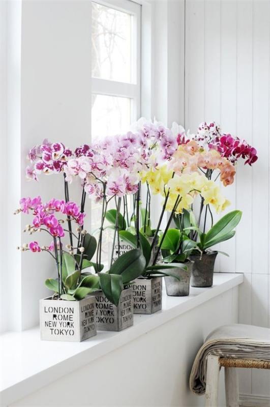 Feng Shui -kukat merkitsevät orkideoita ruukuissa