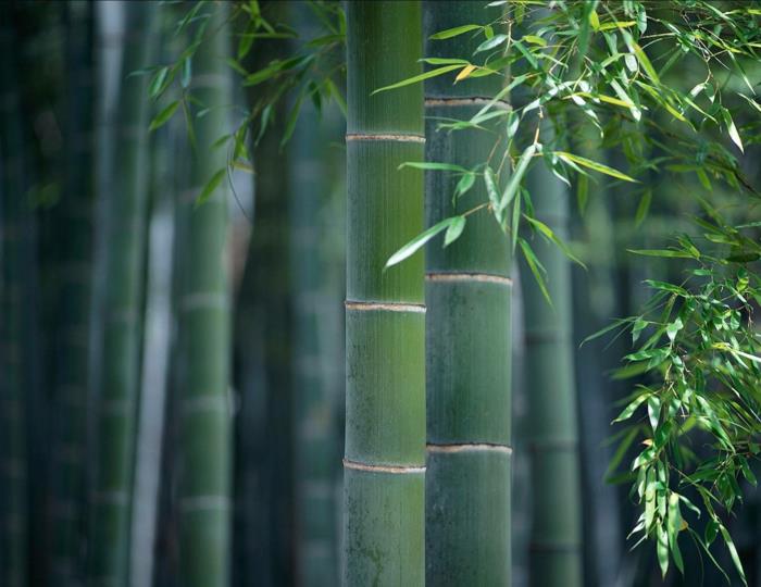 Feng Shui puutarha neljä bambu