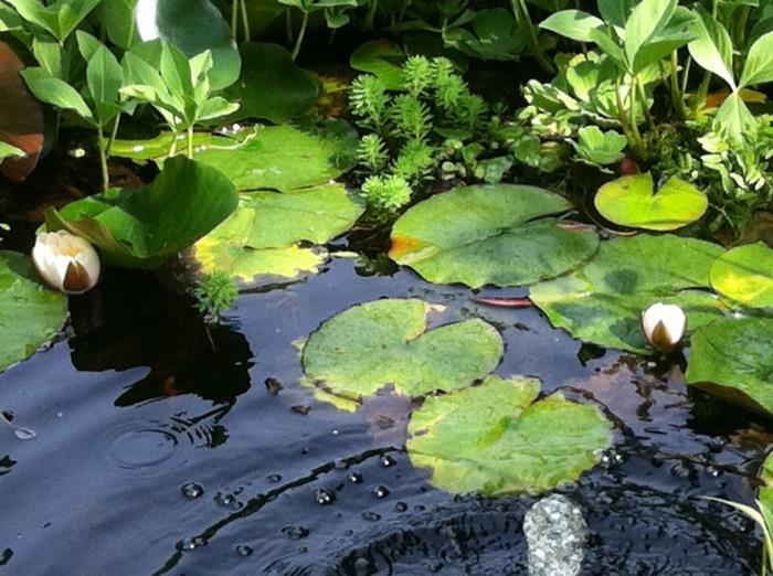Feng Shui -puutarhan neljä lootuspuutarhan suunnitteluesimerkkiä
