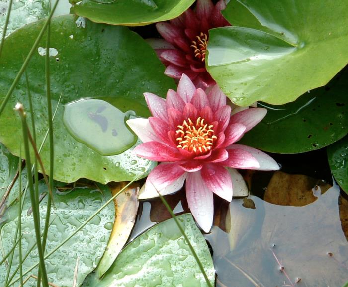 Feng Shui puutarha lumpeen