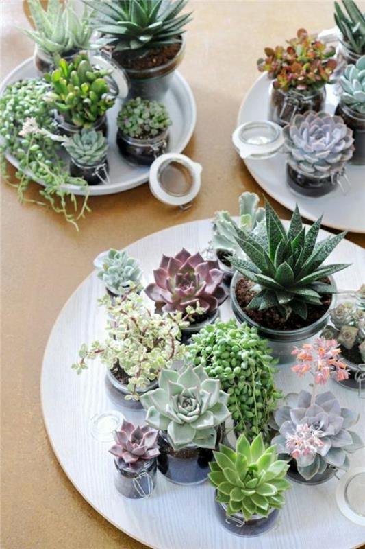 Feng Shui elävä elävä sisustus Feng Shui -kasvit