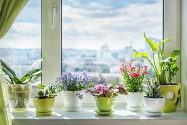 Ikkunalaudan koristelu kesäksi - tuoreita ideoita jokaiseen sisustukseen värikkäitä kukkia kesä aurinkoa rakastava