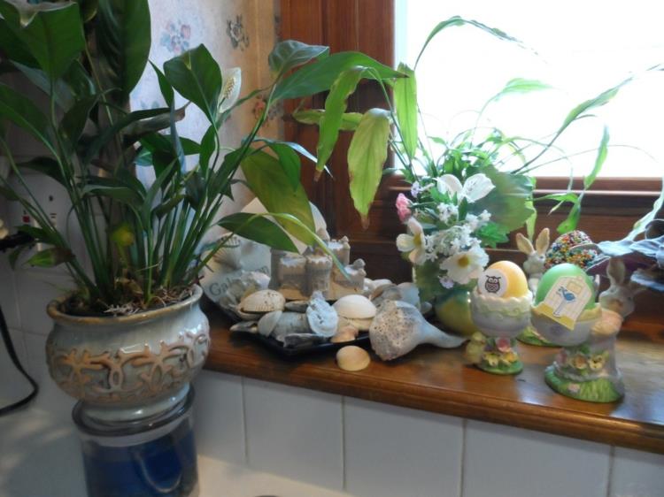 Ikkunoiden koristeluideoita keittiön huonekasveja kuori kiviä