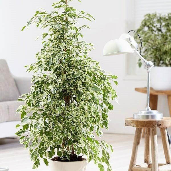 Ficus benjamina toimistolaitosvinkkejä