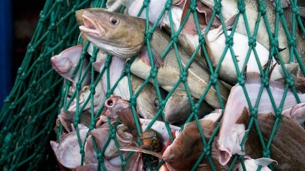 Kalaton kala Impossible Foodsin kehityksessä Liikakalastus on todellinen ongelma
