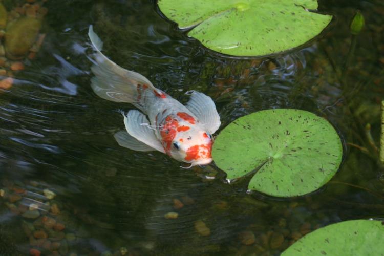 Kalalampi inspiroiva puutarhalampi kuvia puutarhaideoita lampi kala