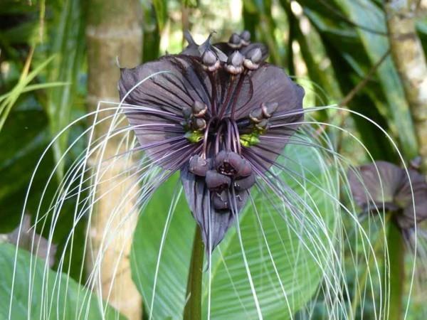 Lepakukukka Tacca Chantrieri Talvella kukkiva viidakon kasvi