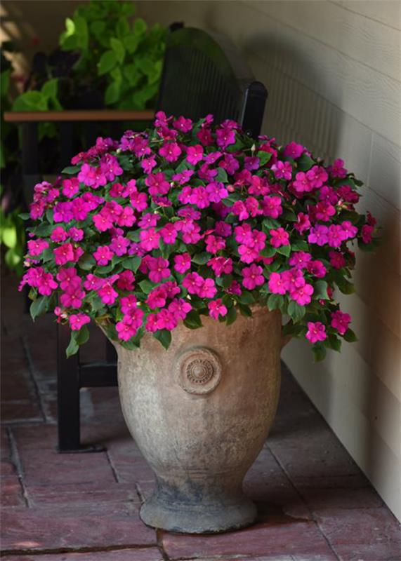 Kovaa työtä tekevä Lieschen Flower Power violetilla koristaa ulkoaluetta koko kesän