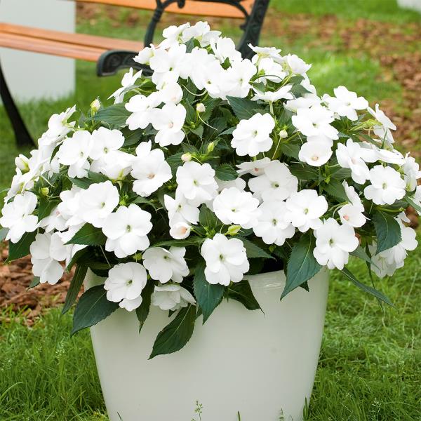 Ahkeria Lieschenin valkoisia kukkia reheviä vihreitä lehtiä puutarhan ämpäriin Classic jokaiseen ulkoalueeseen