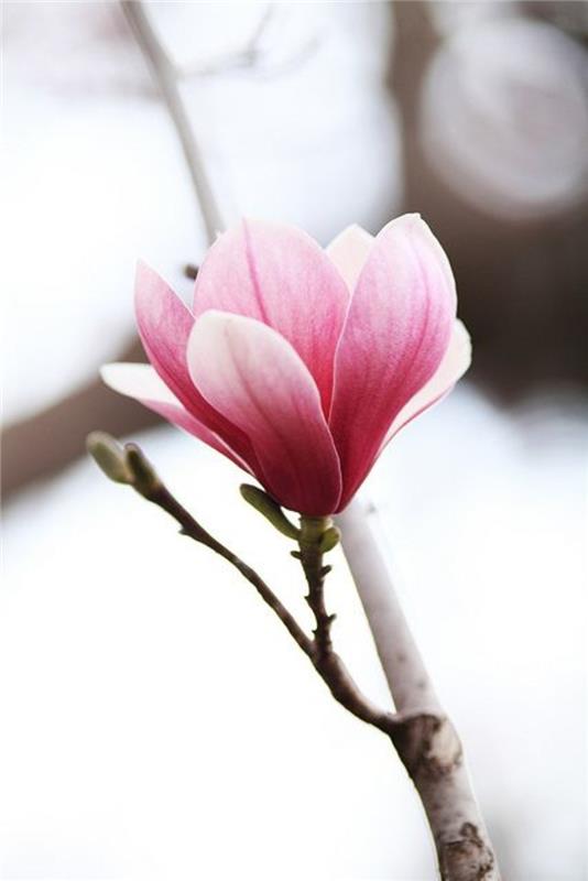 Kevään kukat magnolia puu suku Magnolia