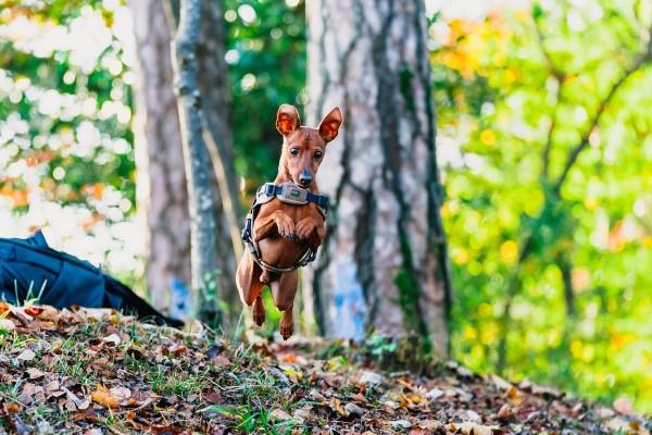 Tervetuloa kevät pääsiäiskävelylle - tuo tuoreita ideoita koko koiraperheelle mukanasi metsässä