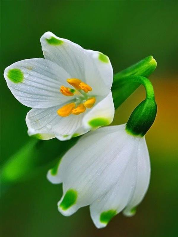 Kevään solmu kukka Leucojum vernum kauniita kevään kukkia kuvia