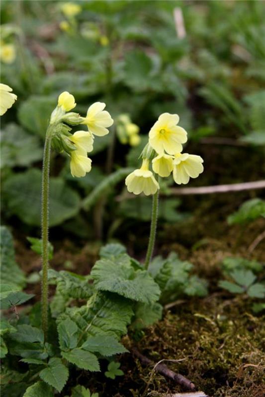 Kevät lehmänkuori Primula veris kevään kukat kuvia