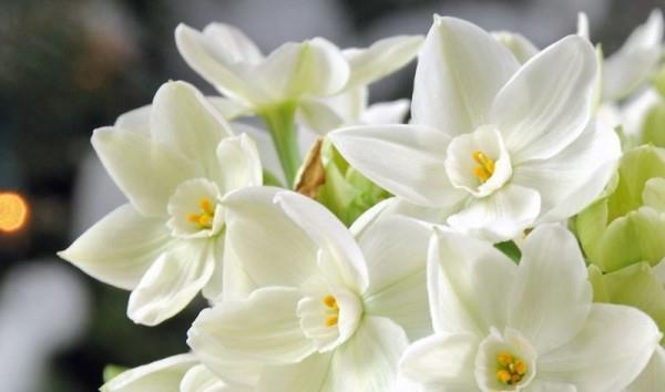 Kevään kukat valkoisesta narsissista