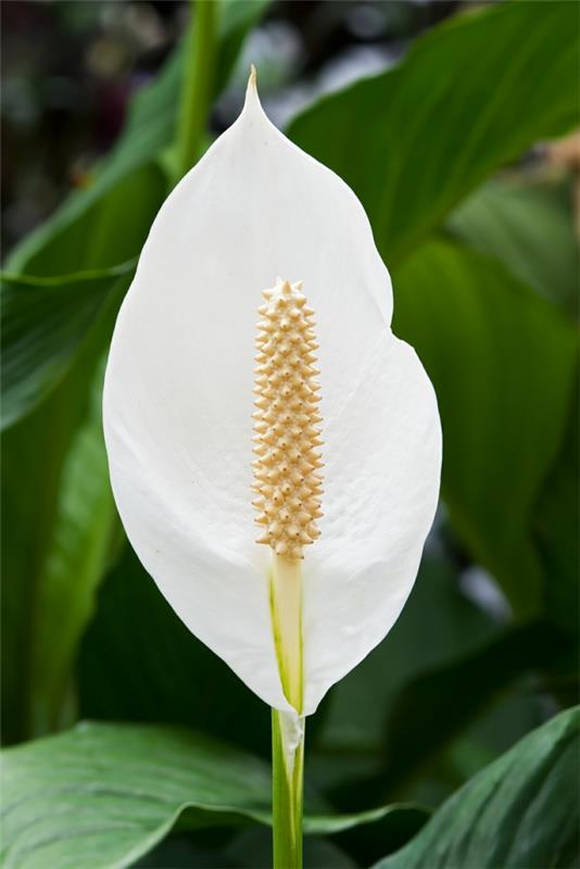 Peace Lily Suositut sisäkasvit Ruukkukasvit kukkivat