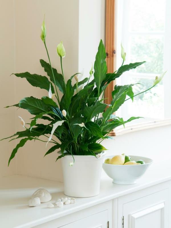Rauha lilja suosittu huonekasvit ruukkukasvit valkoinen