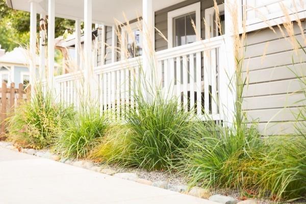 Saa autotallin näyttämään houkuttelevalta sulka -ruokoilta, ohuet varret heiluvat tuulessa