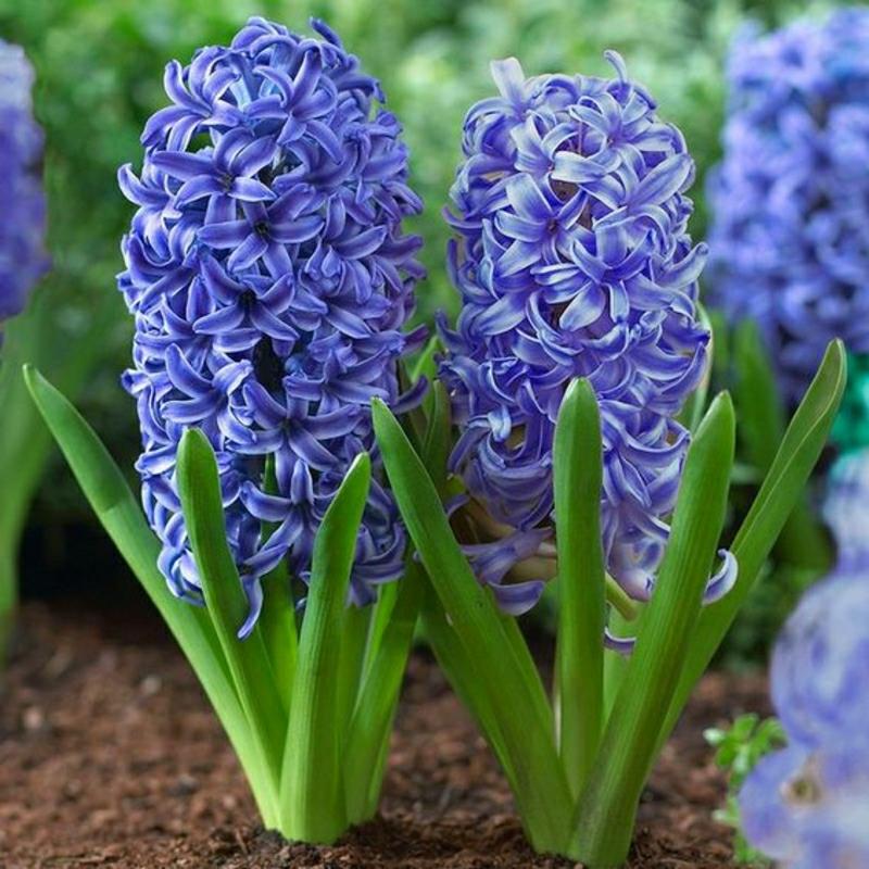 Hyacinthu orientalis kauniita kevään kukkia kuvia