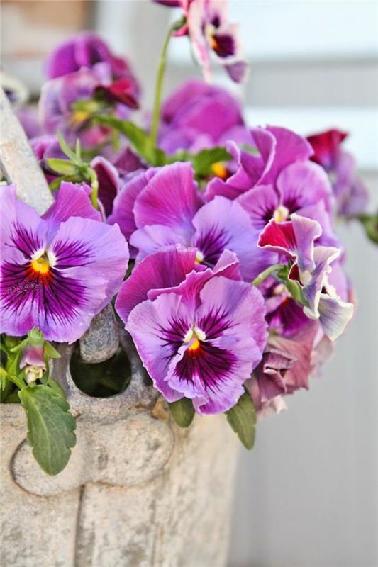 Puutarha orvokki Viola wittrockiana kevään kukat kuvia