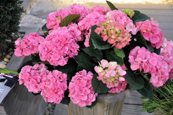 Puutarhavinkkejä hydrangeasien karsimisessa