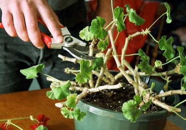Puutarha kesällä leikkaa geraniumia lisäämällä pistokkaita