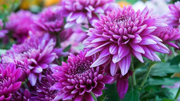 Puutarhan kukat paahtavalle auringolle, krysanteemit herkkää violettia, upeat värit puutarhassa