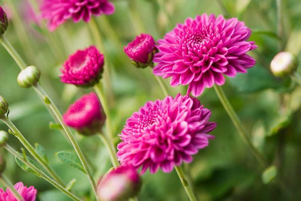 Puutarhan kukat paahtavalle auringolle, krysanteemit pehmeää violettia, upeat värit puutarhassa