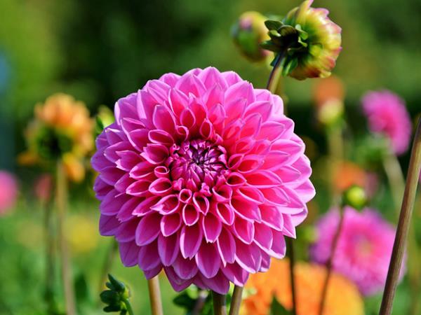 Puutarhan kukat paahtavalle auringolle Dahlia puutarhassa täydellinen kukan muoto vaaleanpunainen