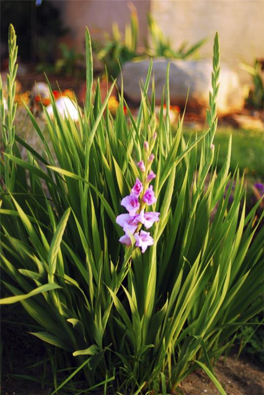 Puutarhan kukat paahtavalle auringolle Gladiolus puutarhan sängyssä kaunis näky