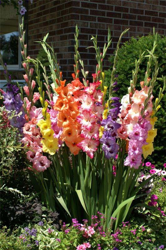 Puutarhan kukat paahtavalle auringolle Gladiolit eri väreissä ovat todellinen katseenvangitsija puutarhan sängyssä