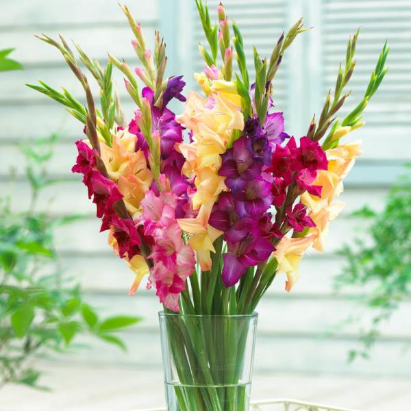 Puutarhan kukat paahtavalle auringolle värikkäitä gladioleja maljakon koruissa kotiin pitkään