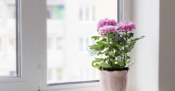 Puutarhan kukat paahtavalle auringolle näyttävät täydellisiltä vaalean violetilta krysanteemeilta ruukussa ikkunan vieressä