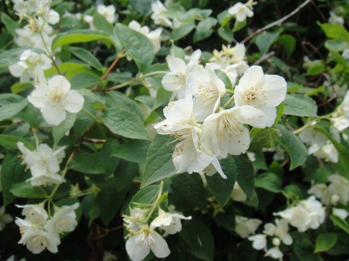 Esimerkkejä puutarhasuunnittelusta jasmin feng shui