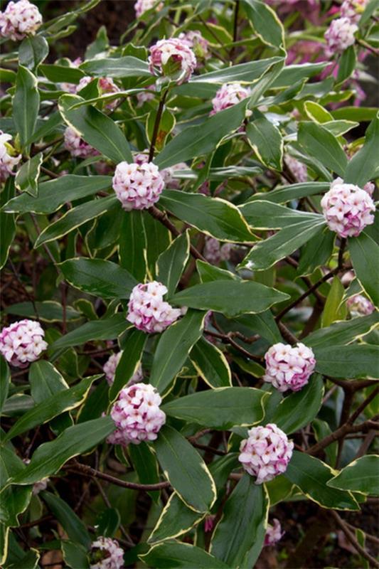 Puutarhasuunnittelu talvella Talvi Daphne Daphne