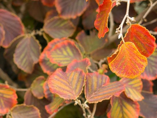 Puutarhasuunnittelu talvella talvella hybridi noita pähkinä syksyn lehdet