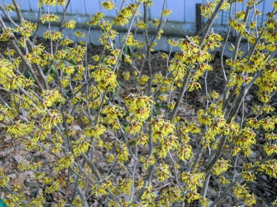 Puutarhasuunnittelu talvella Vihreä talvinen hybridi noidanpähkinä